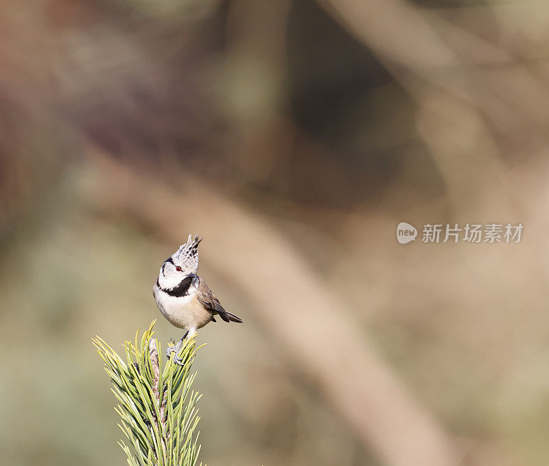 冠山雀(学名:Lophophanes cristatus)